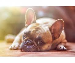 If there is pain in the eye area, you may see squinting, redness, cloudiness, or a discharge. How Do I Know If My Pet Is In Pain West Park Animal Hospital