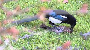 Avoid the area during breeding season; Magpie Kills Bird Youtube