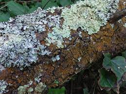 We did not find results for: 3 7 Lichens Biology Libretexts