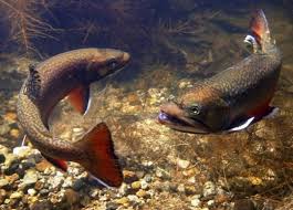 Image result for Sorghastrum fuscescens