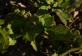 Image result for Crassocephalum rubens