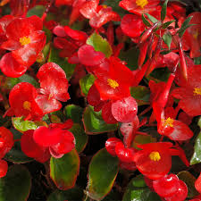 Image result for begonia semperflorens