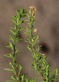 Image result for Dysphania