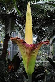 Titan Arum Trees To Plant Titan Arum Endangered Plants