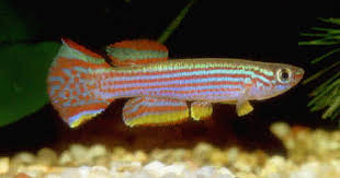 Image result for Satyrium amblyosaccos