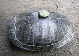 追いやられ、傷つけられる……新たなニホンイシガメの危機とは｜記事カテゴリ｜BuNa - Bun-ichi Nature Web Magazine  ｜文一総合出版