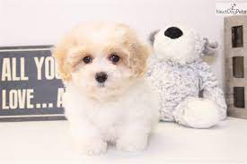 Visit us now to find the right maltipoo for you. Malti Poo Maltipoo Puppy For Sale Near Ft Myers Sw Florida Florida F18124bc E011 Maltipoo Puppy Maltipoo Puppies For Sale Maltipoo For Sale