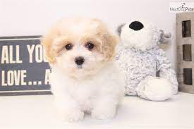 All the pups below are no longer available nemo is a male maltipoo for sale in ocala florida Pin On Puppies