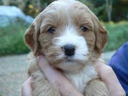 Looking for a goldendoodle puppy for sale? Goldendoodle For Sale California Page 2