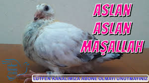 Satilik Hunkari Guvercinler Youtube