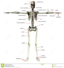 Skeleton Bone Names Stock Illustration Illustration Of