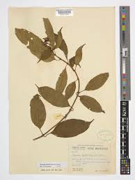 Image result for Chassalia umbraticola