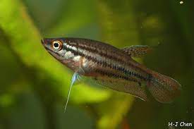 Masak lagi hingga matang dan sedikit mengental. Ikan Laga Kampung