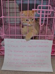 Cat Shaming Jail The Saddest Thing Is That It Is Very Rare For There To Be A Female Orange Tabby Which Means This Is Mo Cat Shaming Animal Shaming Crazy Cats
