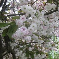 Check spelling or type a new query. Buy Shirofugen Japanese Flowering Cherry Tree Online Free Uk Delivery Free 3 Year Tree Warranty