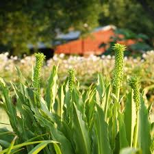 Image result for Eucomis autumnalis