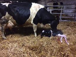 Where Does Winter Milk Come From And Other Answers Lorna Sixsmith