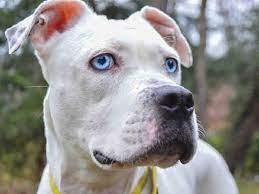 You are inviting into your home and into your life, someone who will be a trusted friend and beloved addition to your. Pin On Dogs For Adoption