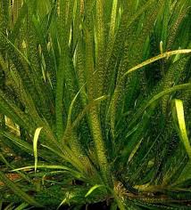 Image result for Blyxa hexandra