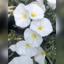 Image result for Convolvulus aschersonii