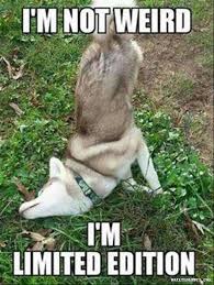 34 Funny Adorable Cats And Other Animals Funny Animals Cute Funny Animals Funny Animal Jokes