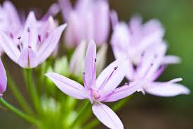 Ordering flowers online is easy with our website and our flower shop prides itself in creating gorgeous floral arrangements using only the freshest flowers sourced from the best flower growers in the world. Bay Area Native Plants Play It Safe Biologically Speaking