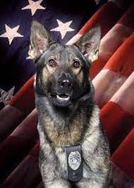 german shepherd working k 9 hero thank you for your service god bless you military working dogs dog hero working dogs