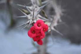 Euphorbia milii blessing crown of thorns corona de cristo cactus succulents tropicals. Crown Of Thorns How To Grow And Care For The Euphorbia Milii And Hybrids Plant Gardeners Magazine