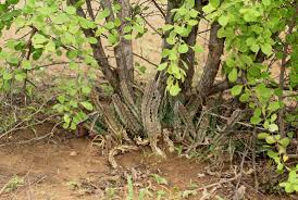 Image result for Huernia levyi