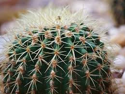 Closeup green cactus with texture brown spiny needles. Close Up Of Globe Shaped Cactus With Long Thorns Photograph By Ammar Mas Oo Di
