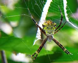 Dieses sollten sie nicht zerstören, da es der spinne als fangnetz dient. Nutzlinge Im Garten