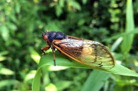 Cicadas also leave behind cast here's what you can do to prepare for a possible cicada swarm—and why you should avoid harming. How This Zombie Fungus Turns Cicadas Into Horror Movie Sex Bots Scientific American