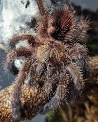 Image result for Otoptera