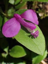 Image result for Polygala transvaalensis