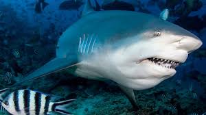 sharks sink in fresh water science aaas