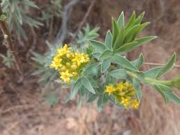 Image result for Gnidia chapmanii