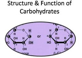 What is an animal cell. Carbohydrate Structure And Function Mastering Biology Quiz