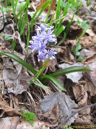 Image result for Scilla benguellensis