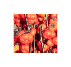 Pumpkin On A Stick Seeds