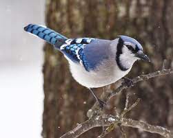 Blue Jay Blue Jay Jay Blue