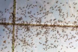 My wife and i recently found four white maggot looking bugs in our bedroom. Can You Bug Bomb One Room And Stay In The House This Old House