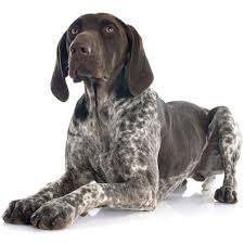 It's quite difficult to imagine. Dog German Shorthaired Pointer Traits And Pictures