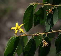 Image result for Grewia monticola