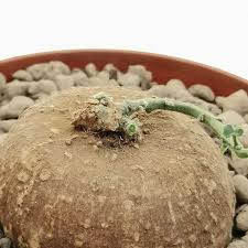 Image result for Kedrostis africana