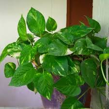 Money plant is an indoor ornamental plant. 41 Best Indoor Plants In India Plantdecors Blog
