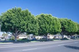 San diego residential pest control. Pest Control Green Flash Pest Control San Diego