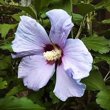 Image result for Hibiscus engleri