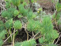 Image result for Cyathula cylindrica