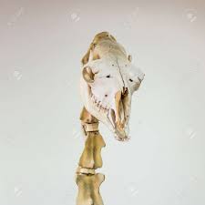 Consists of an anterior and a posterior arch. Skull And Cervical Vertebrae Of A Camel A Real Museum Exhibit Stock Photo Picture And Royalty Free Image Image 89367715