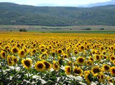 Bicycling In Macedonia Sunflower Fields Macedonia Farmland